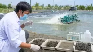 Chỉ Số Trao Đổi Cation (CEC) Là Gì? Yếu Tố "Sống Còn" Trong Nuôi Tôm