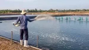 Tạt khoáng cho ao nuôi tôm có quạt nước