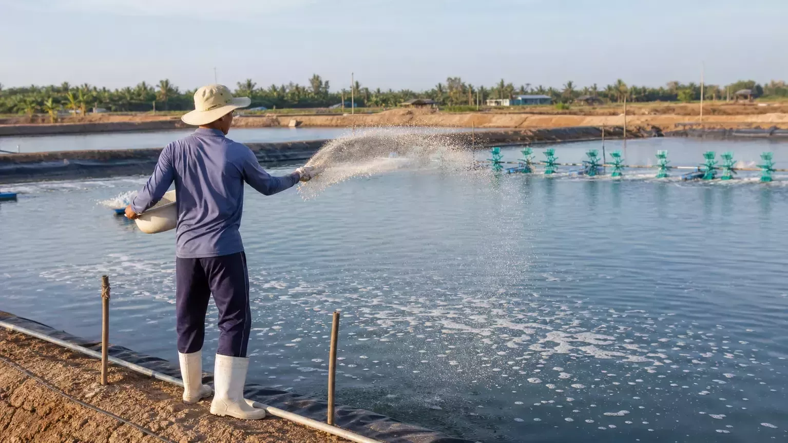 Tạt khoáng cho ao nuôi tôm có quạt nước