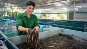 9X Làm Giàu Từ Mô Hình Nuôi Lươn Không Bùn: Bí Quyết & Kỹ Thuật
