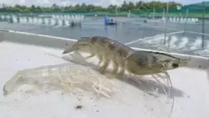 TÌM HIỂU VỀ CHU KỲ LỘT XÁC CỦA TÔM