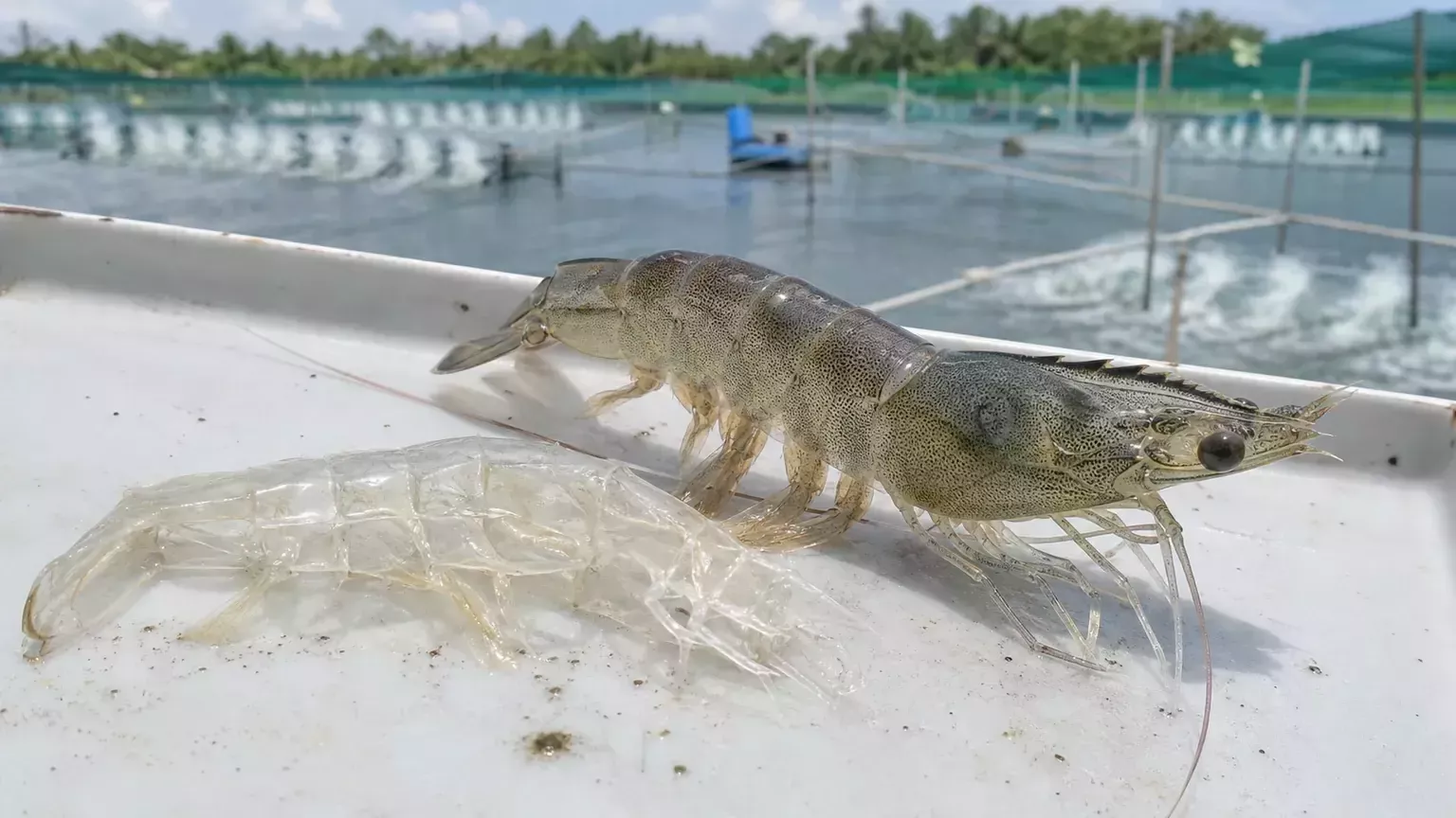 TÌM HIỂU VỀ CHU KỲ LỘT XÁC CỦA TÔM