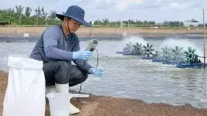 Kiểm tra nước khi ao nuôi tôm thiếu khoáng kali