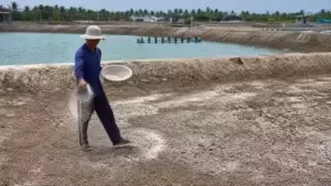KHOÁNG UTIMI - LỰA CHỌN SỐ 1 CHO AO NUÔI BẠC MÀU