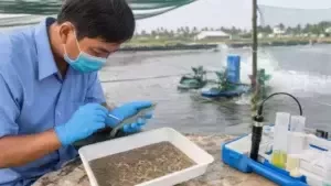 BỆNH PHÂN TRẮNG TRÊN TÔM VÀ GIẢI PHÁP PHÒNG NGỪA