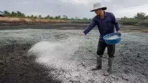 CẢI TẠO NỀN ĐÁY AO ĐẤT VỚI KHOÁNG UTIMI