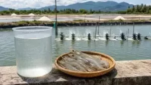 VINO - Khoáng Mặn Tự Nhiên - Giải pháp tối ưu cho nuôi trồng thủy sản