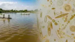 silic trong ao tôm