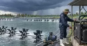 Người nuôi chuẩn bị ao tôm trước mưa bão và kiểm tra máy phát điện