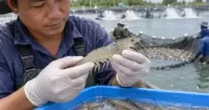 Kỹ thuật viên kiểm tra tôm mềm vỏ gần ngày thu hoạch