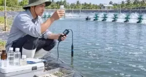 Kỹ thuật viên theo dõi khoáng đa vi lượng cho tôm tại ao nuôi