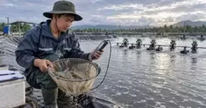 Quản lý ao tôm cuối mùa mưa khi lấy mẫu nước