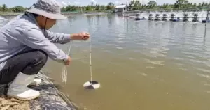 Người nuôi dùng đĩa Secchi kiểm tra độ trong nước ao tôm bị đục