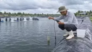 Kỹ thuật viên đo nước ao tôm phân tầng ở nhiều độ sâu