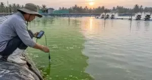 Kỹ thuật viên đo oxy khi nước ao tôm đổi màu và mật độ tảo giảm